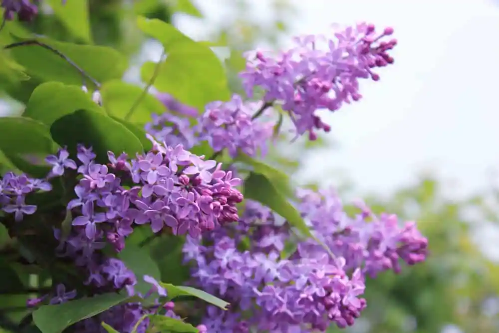 Lilac Time