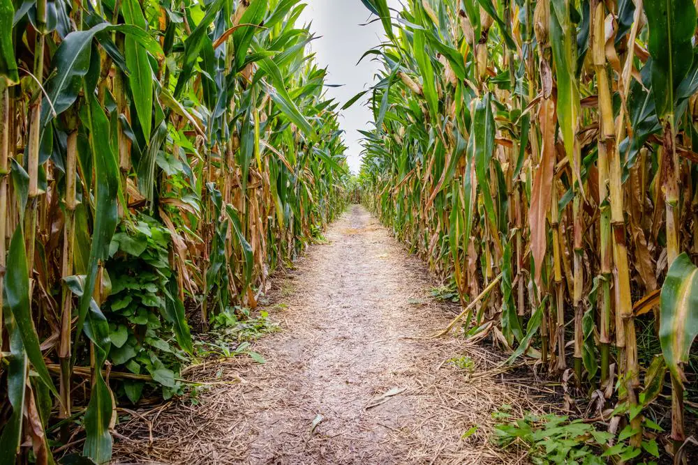 Maize in the City