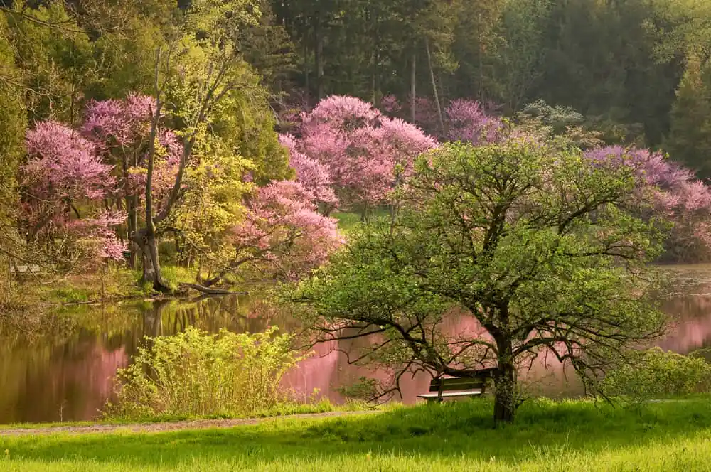 Morton Arboretum