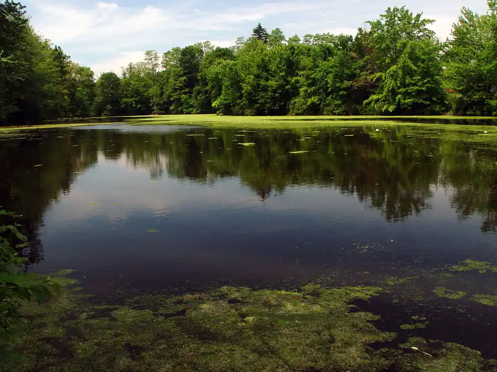 Nashawannuck Pond