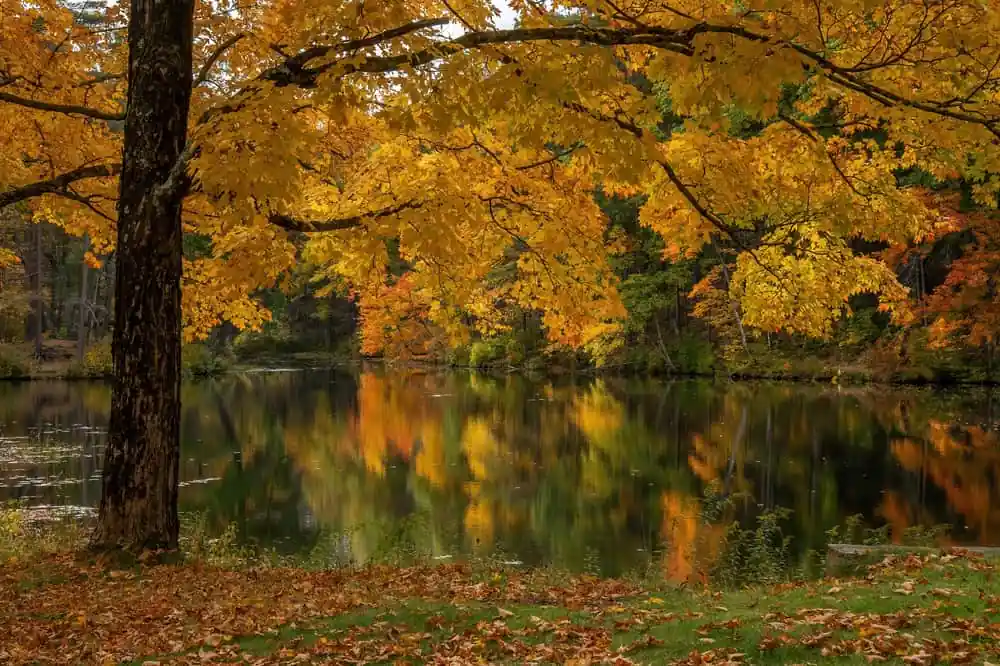 Spencer State Forest