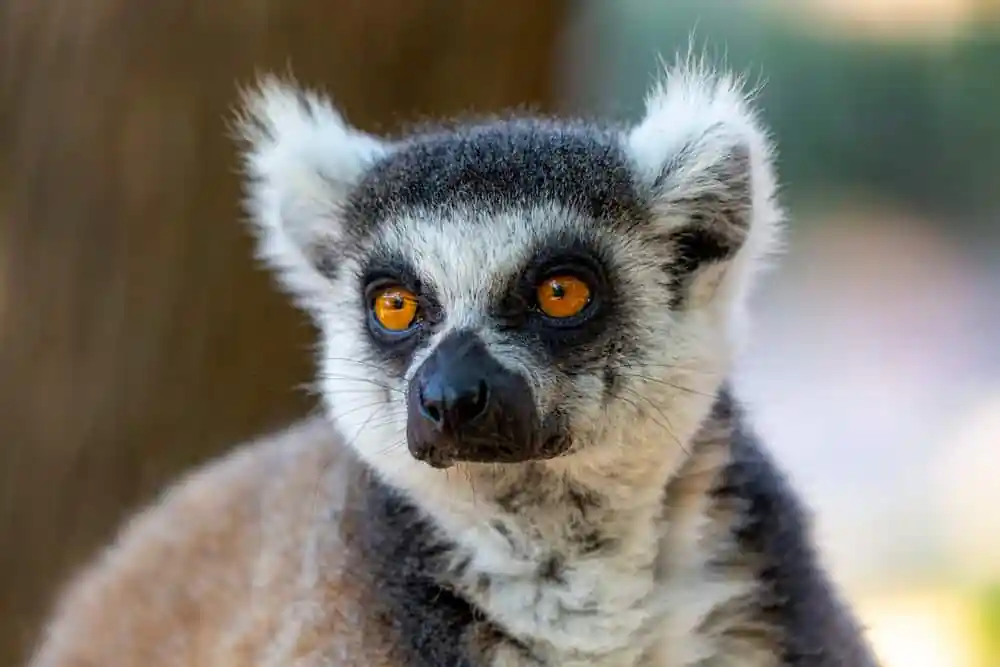 Lemur