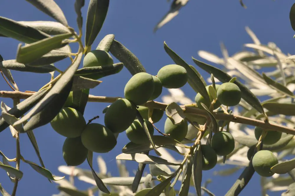 Il Fiorello Olive Oil Company