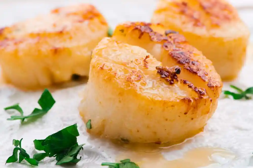 Scallops