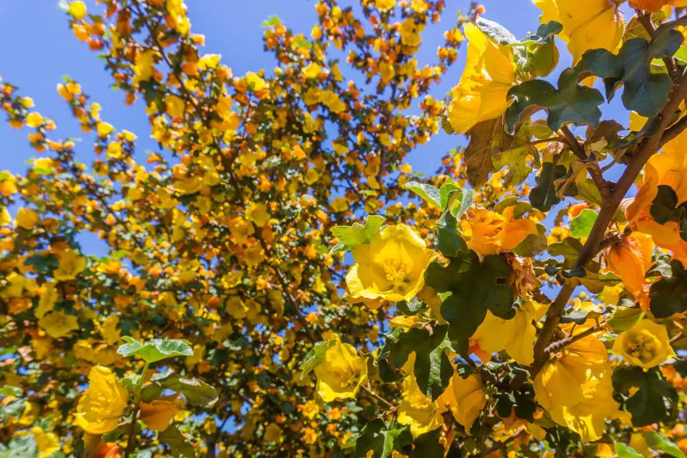 CSUN Botanic Garden
