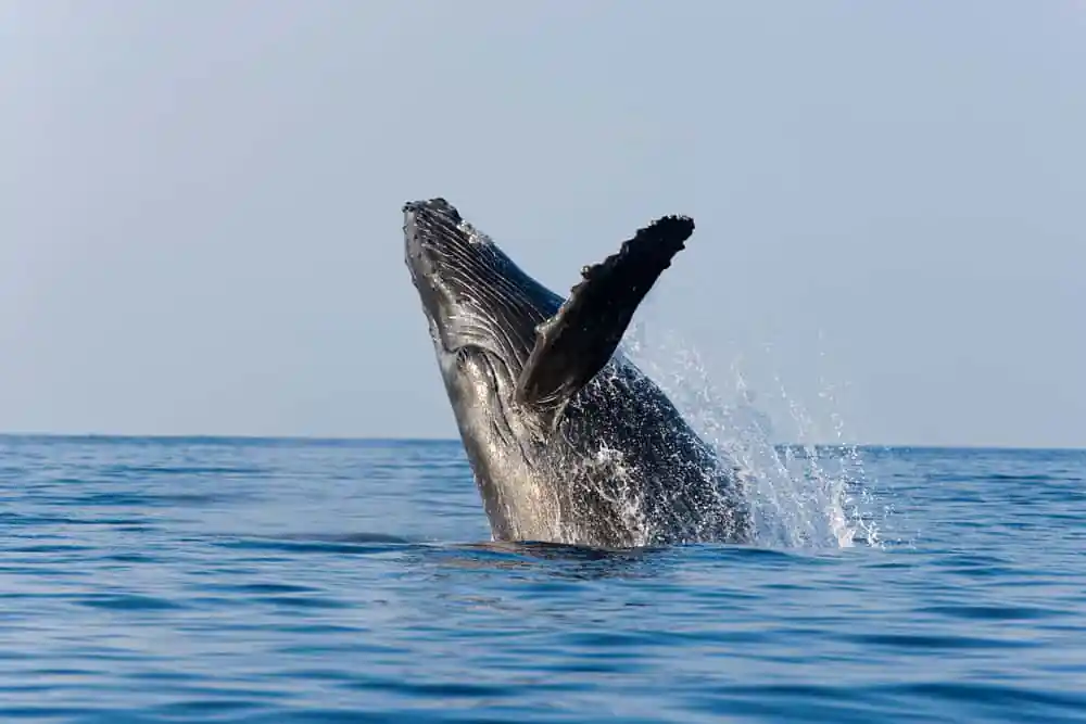 Whale Watching in Kihei