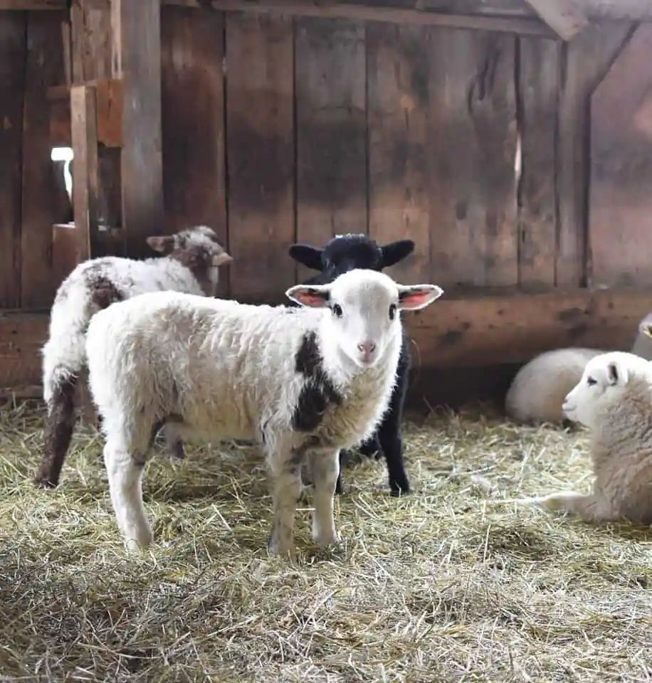 Willow Pond Farm