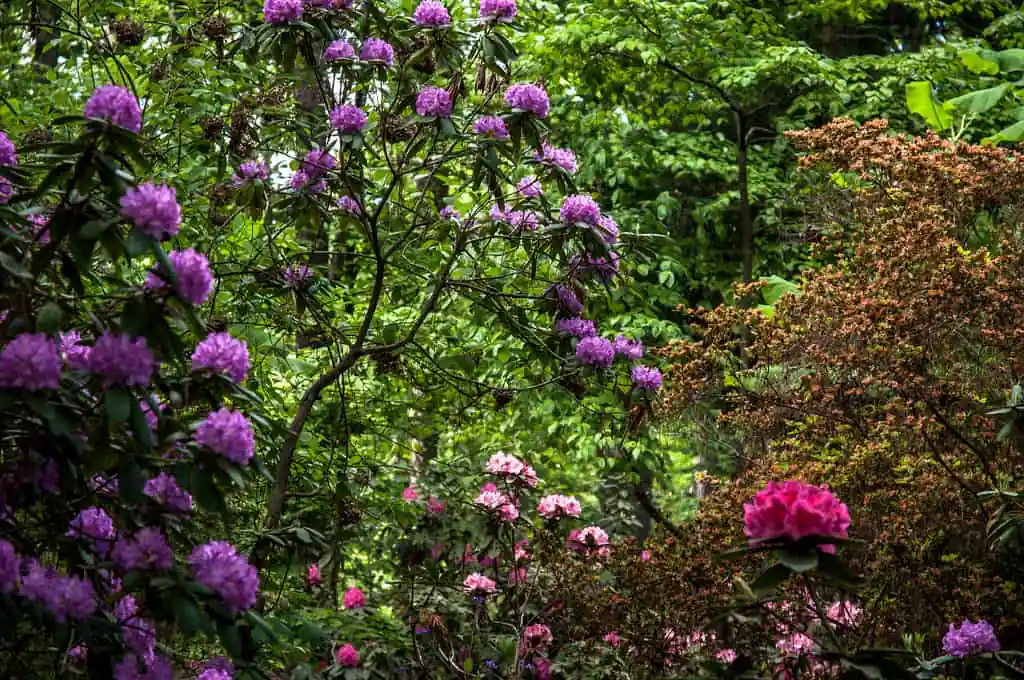 Woodlands Garden