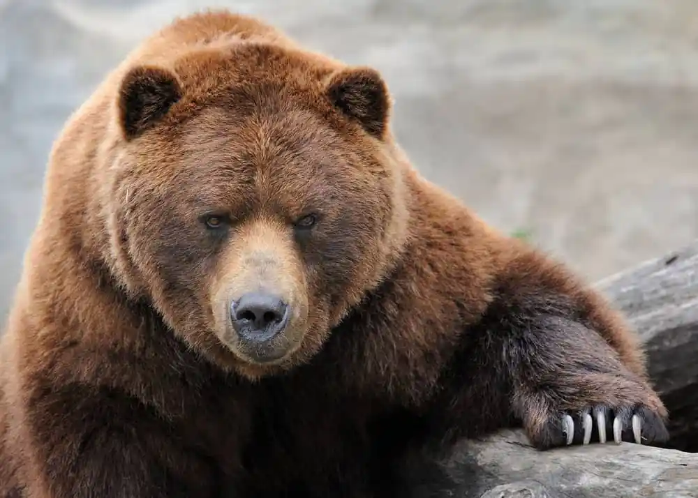 Grizzly Bear