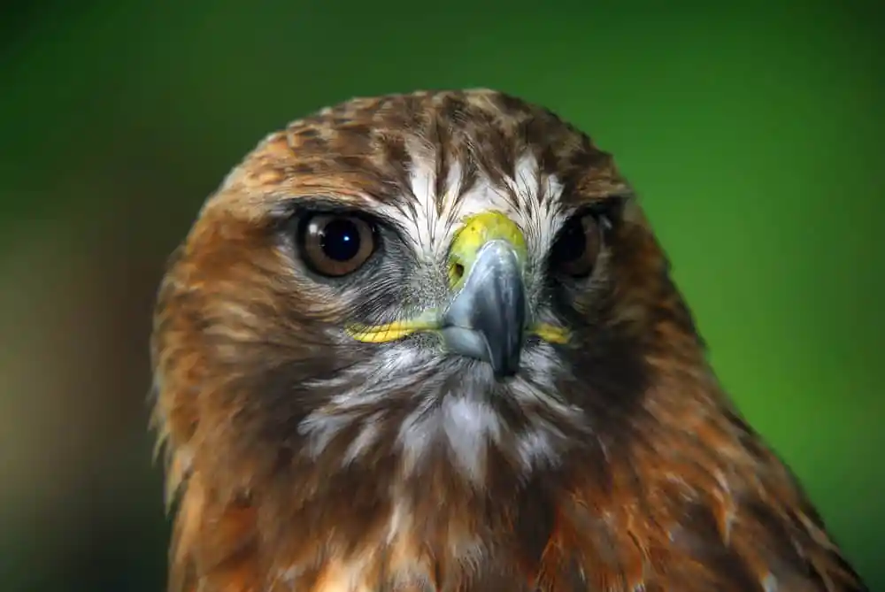 Red Tailed Hawk