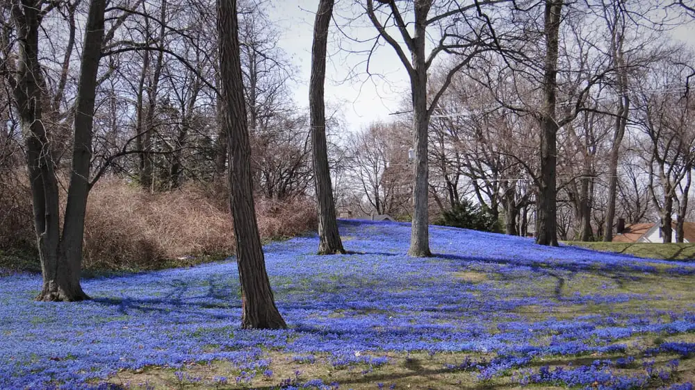 Bowen Park