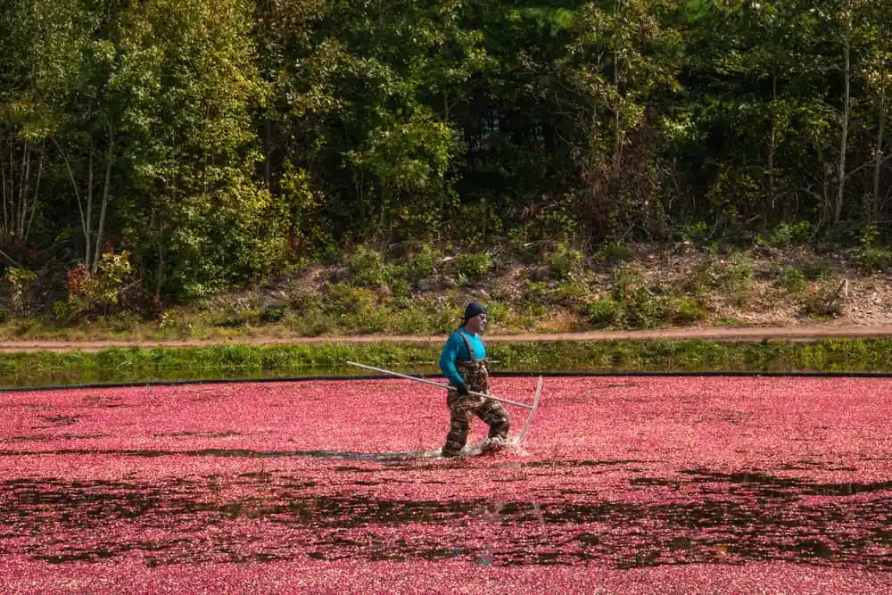 Cranberry Bogs, Carver