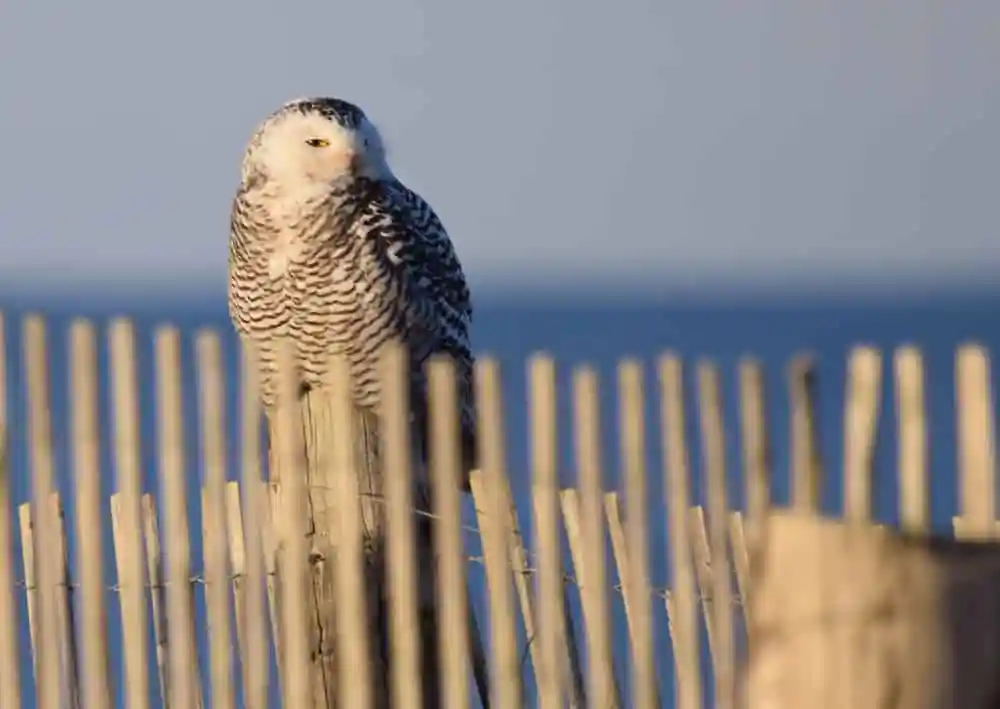 Duxbury Beach