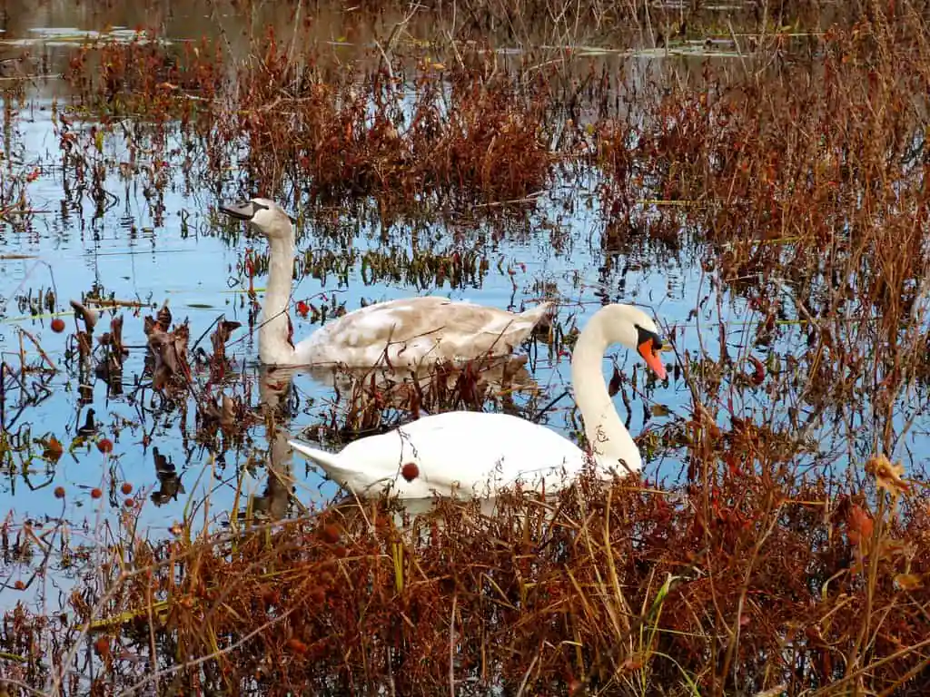 Fannie Stebbins Memorial Wildlife Refuge