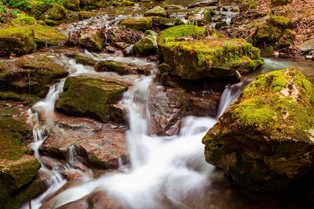 Gambo Preserve & Shaw Park