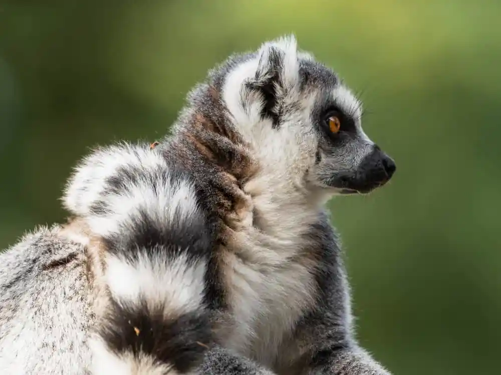 Ring Tailed Lemur
