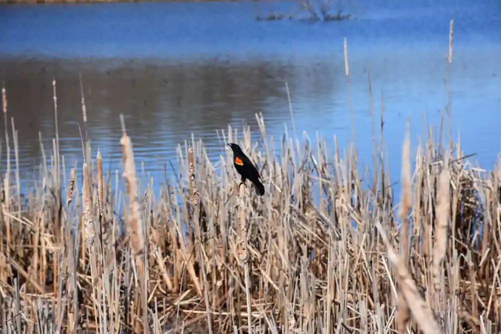 Great Meadows National Wildlife Refuge