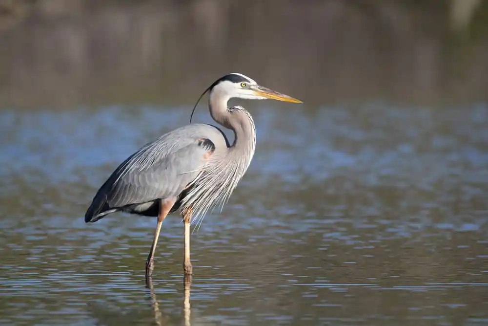 Wading Heron