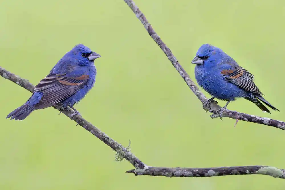 Blue Grosbeaks
