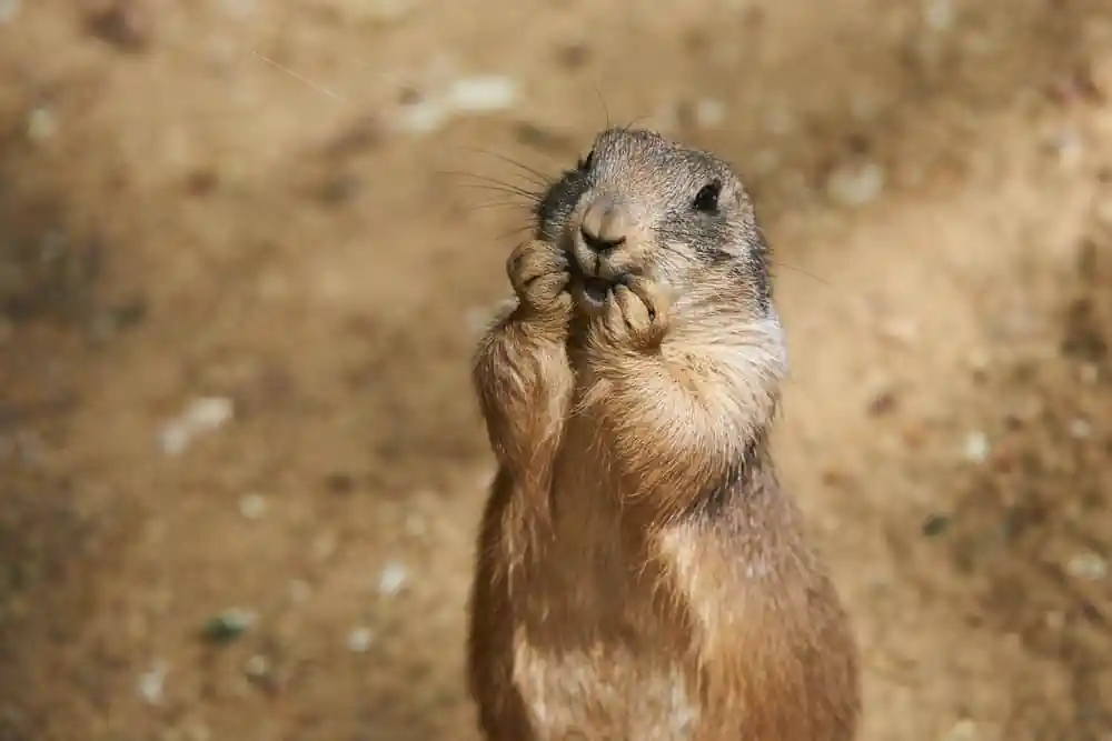 Prairie Dog