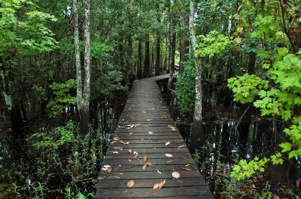 Joyce Wildlife Swamp Walk Nature Trail