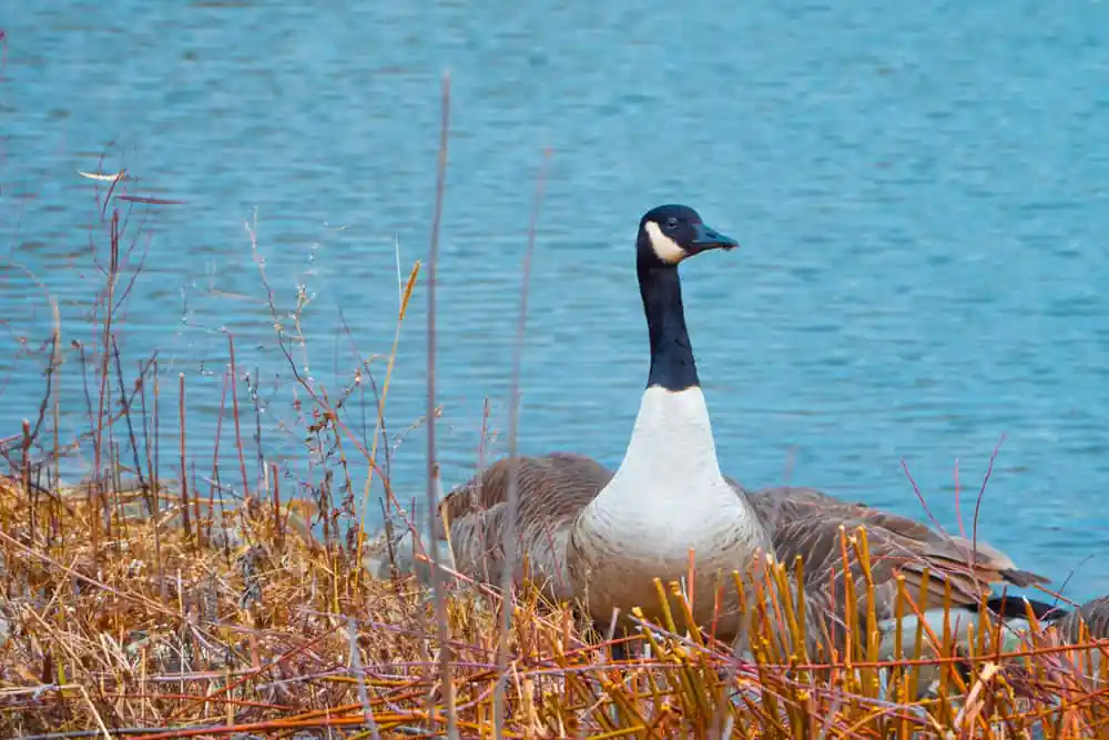 Lake Arlington