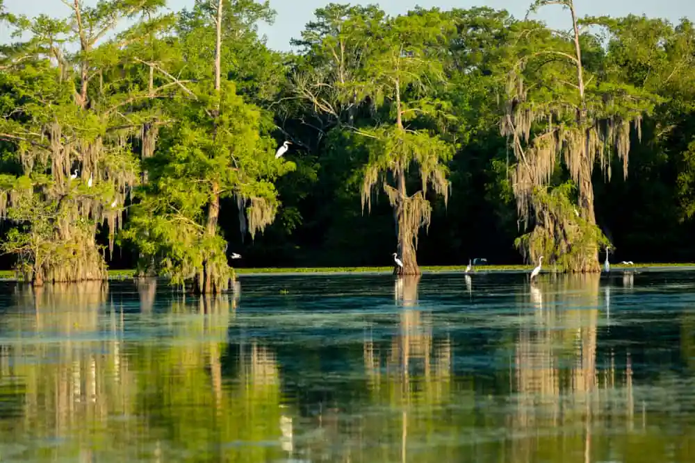 Lake Martin