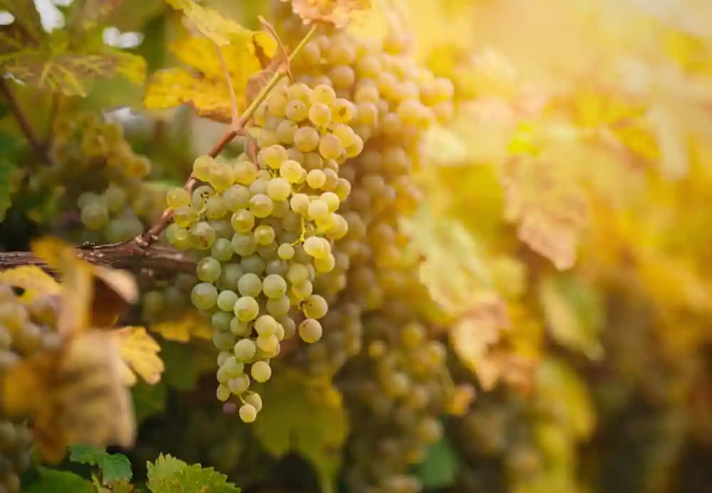 Vineyard