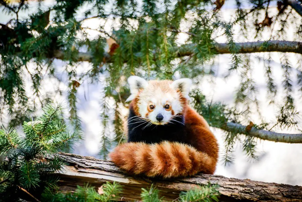 Sacramento Zoo