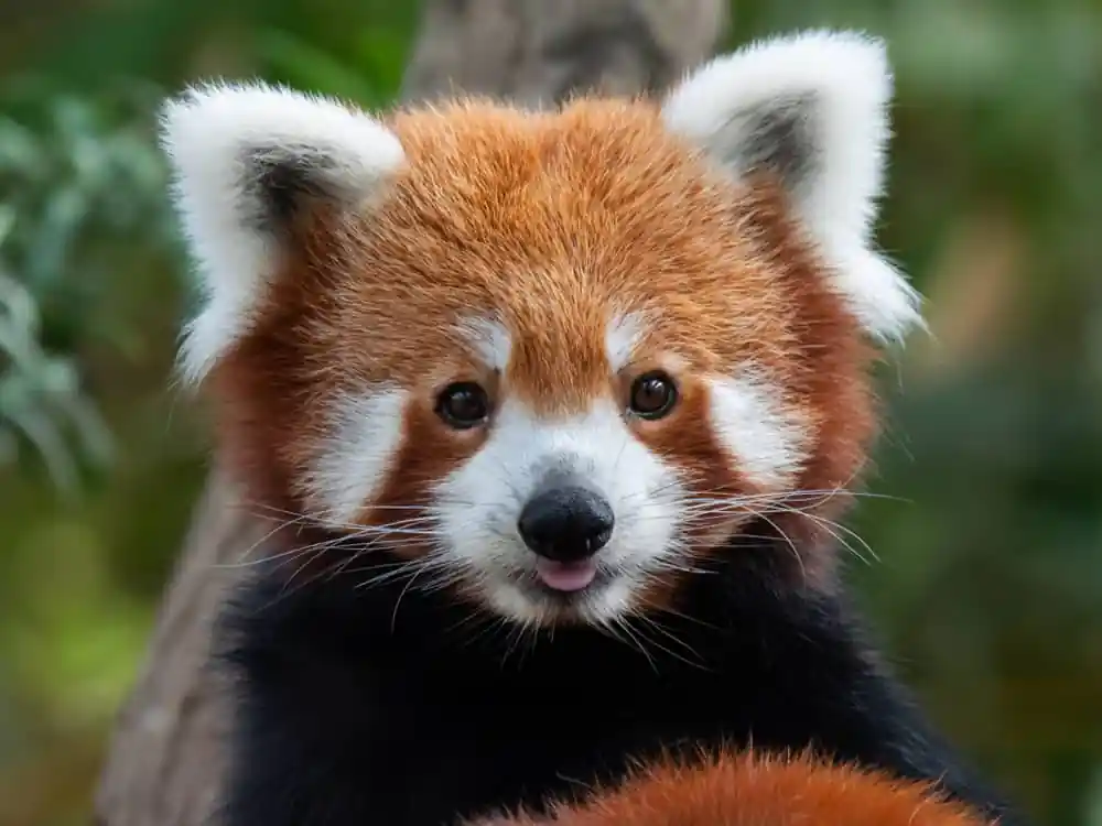 Red Panda