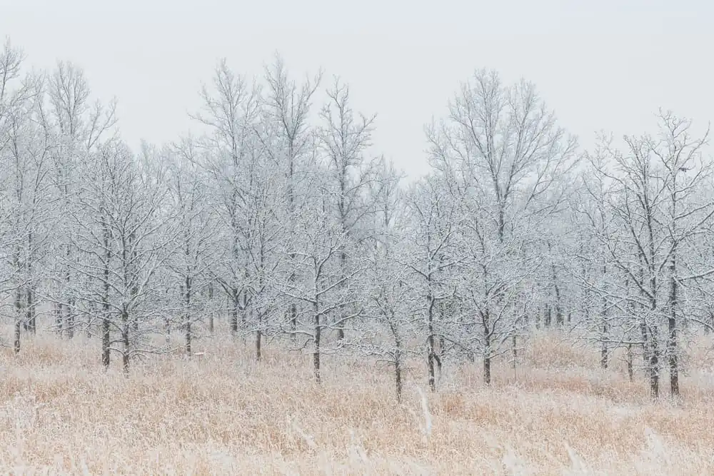 Orland Grassland