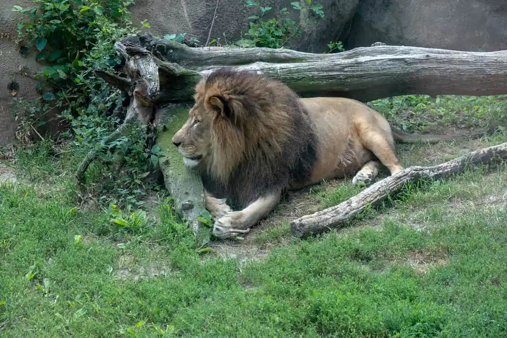 Peoria Zoo