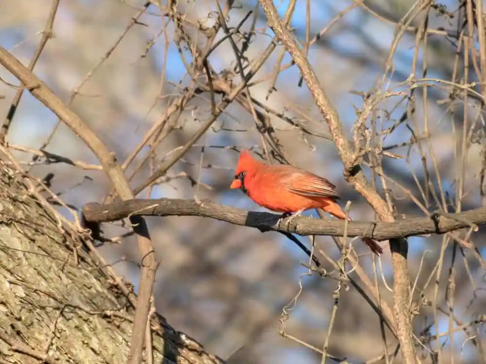 Red River National Wildlife Refuge