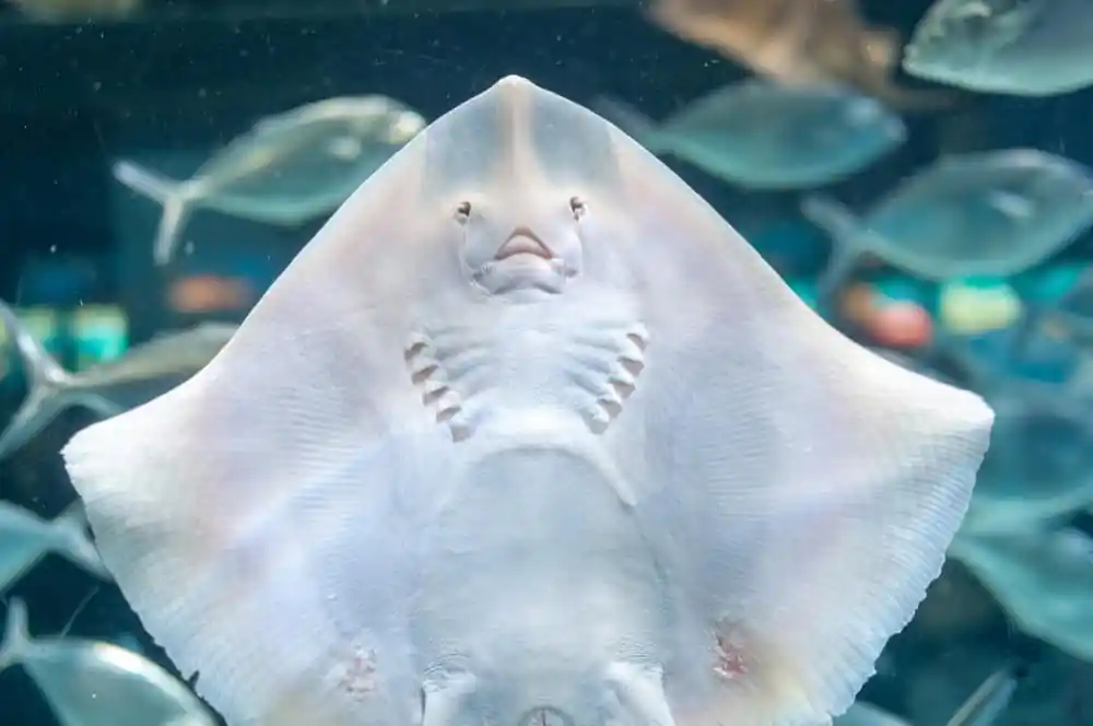 Stingray