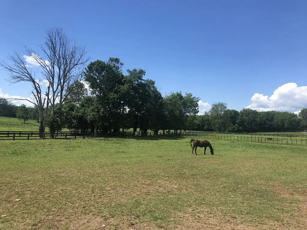 Wingswept Farm