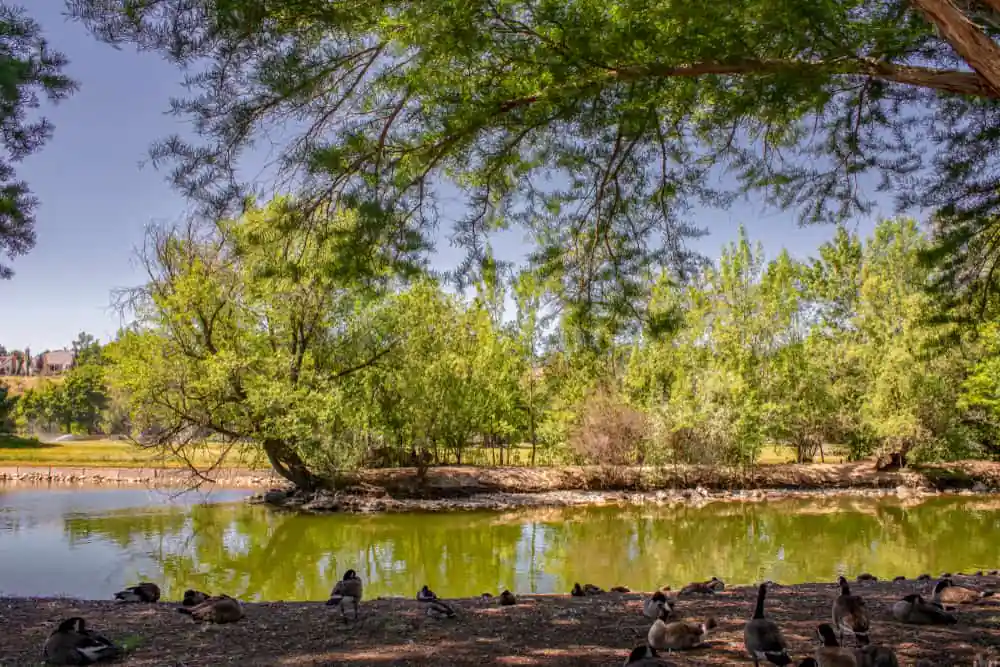 Ann Morrison Park