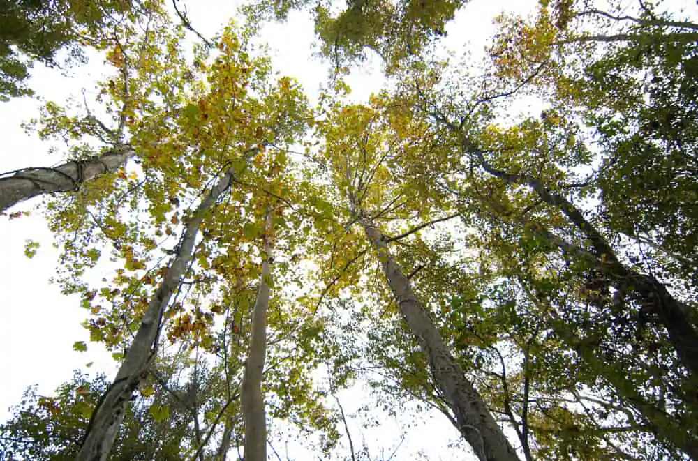 Blackwater Conservation Area