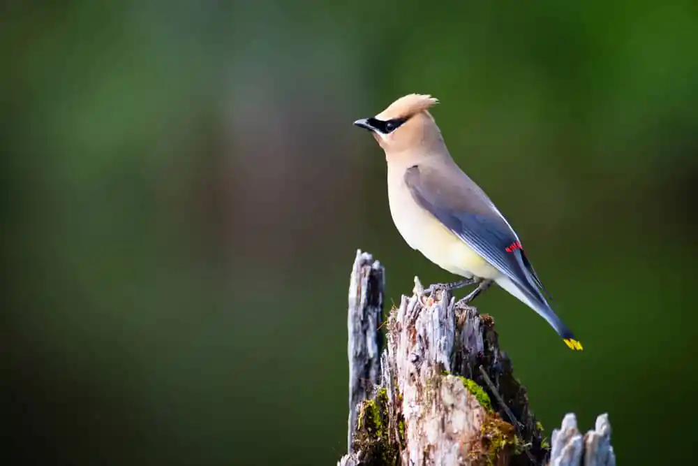 Cedar Waxwing