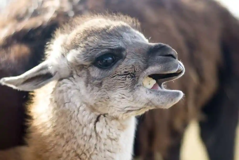 Llama