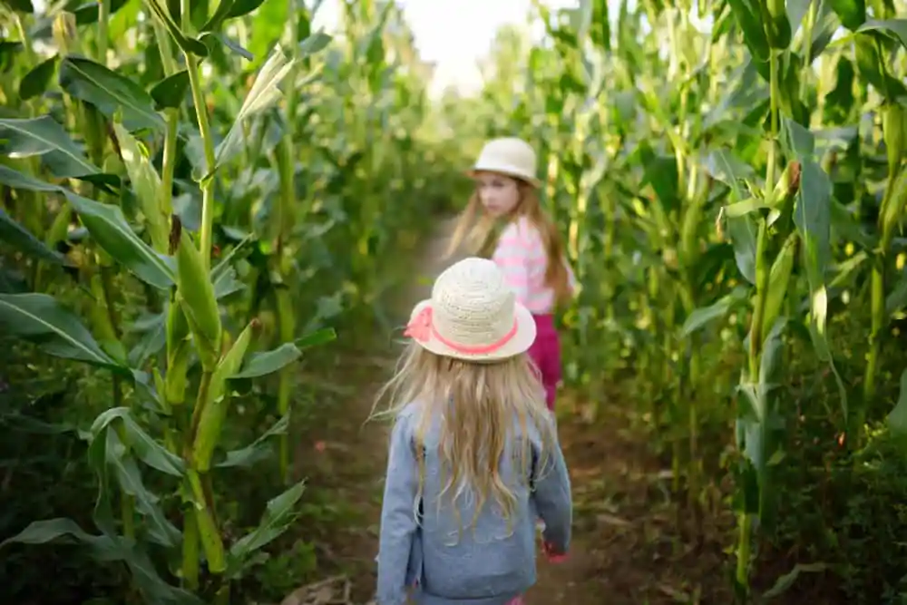 Corn Maze