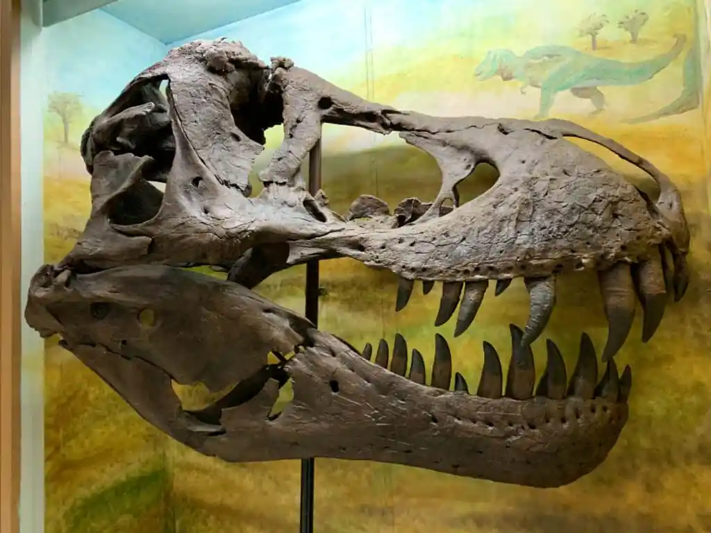 Jurica-Suchy Nature Museum