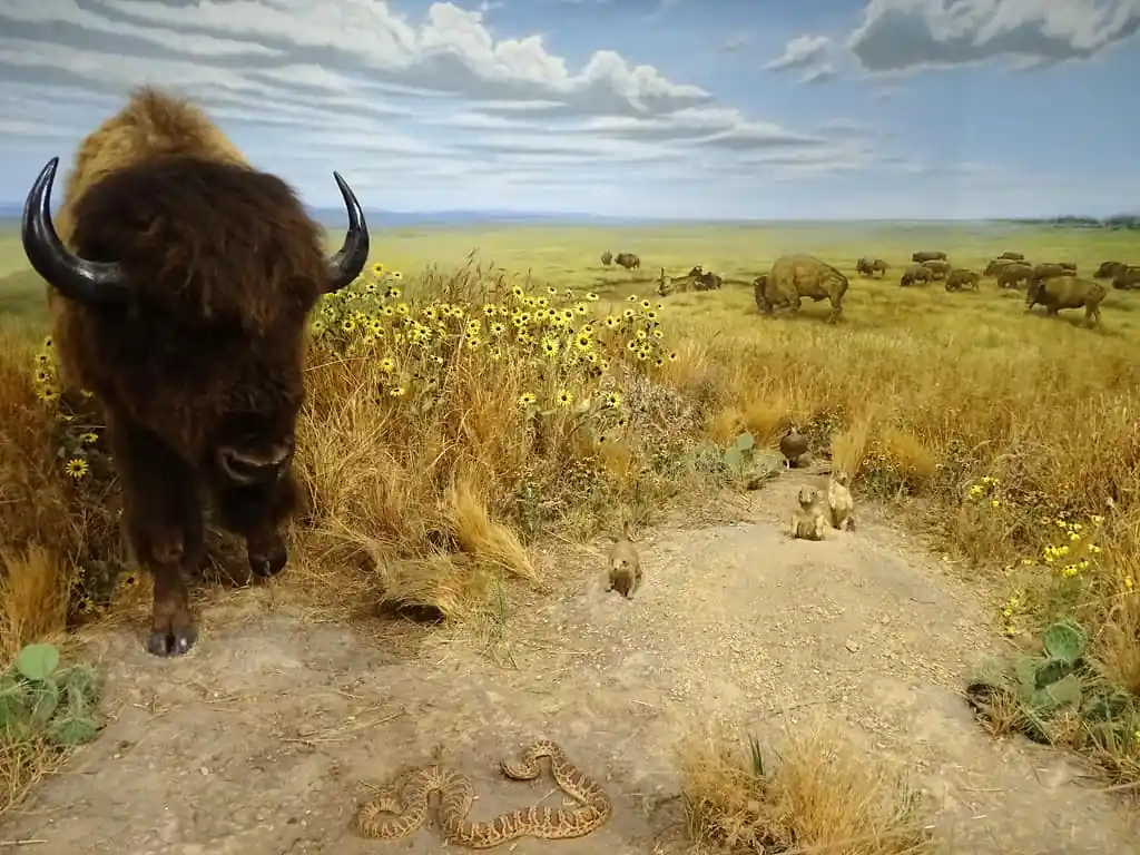 Diorama of Buffalo and Plains, Kansas Museum of History