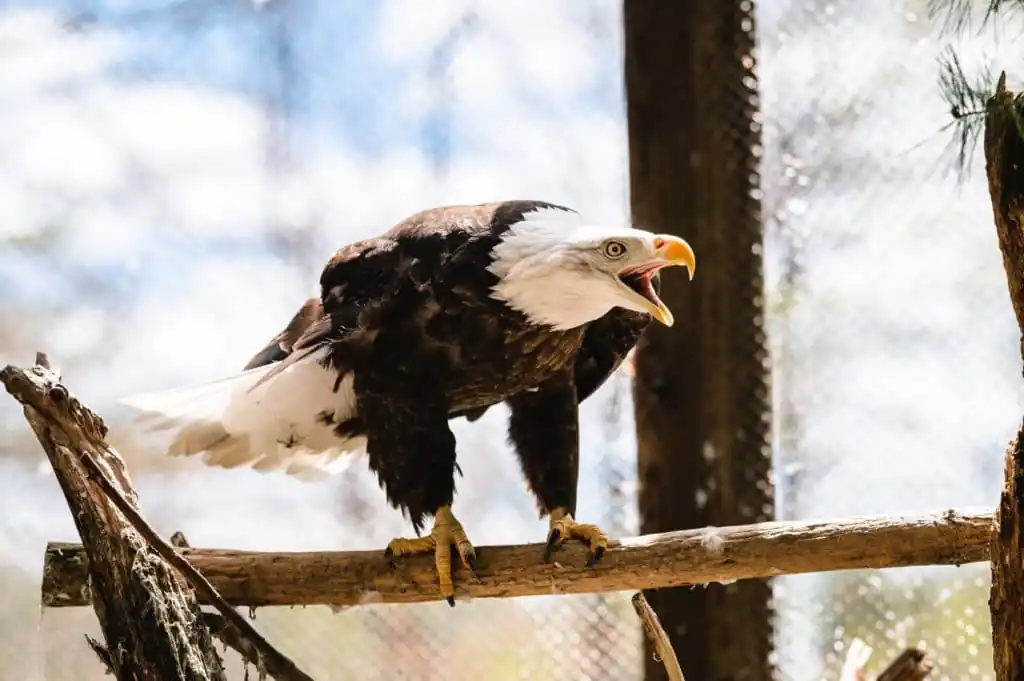 Maine Wildlife Park