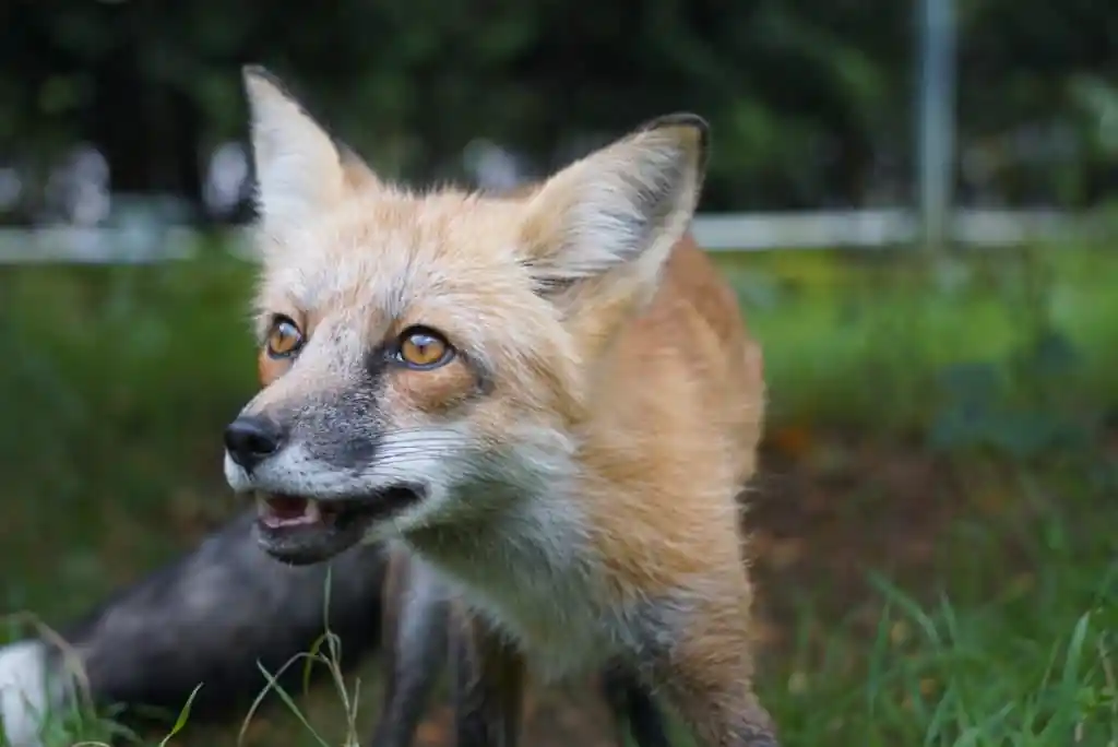 Maine Wildlife Park