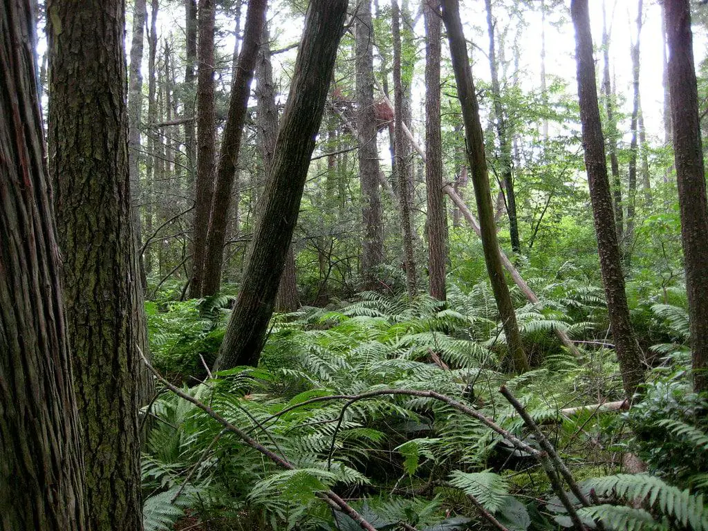 Pachaug State Forest