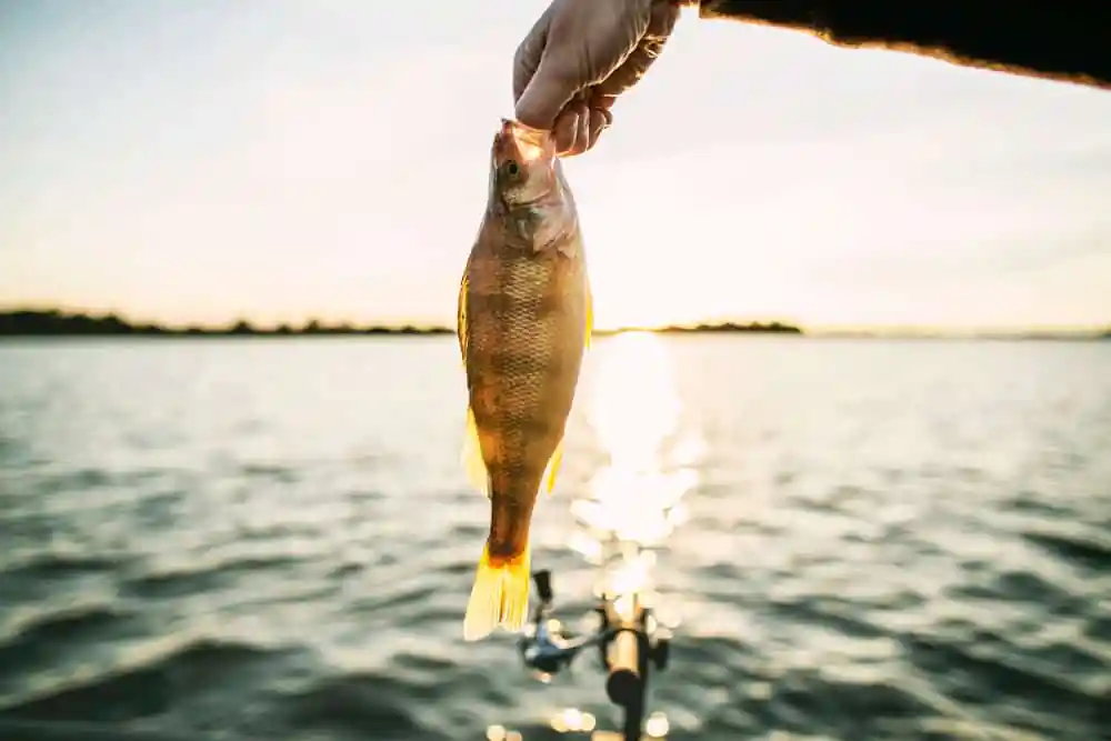 Perch Fishing