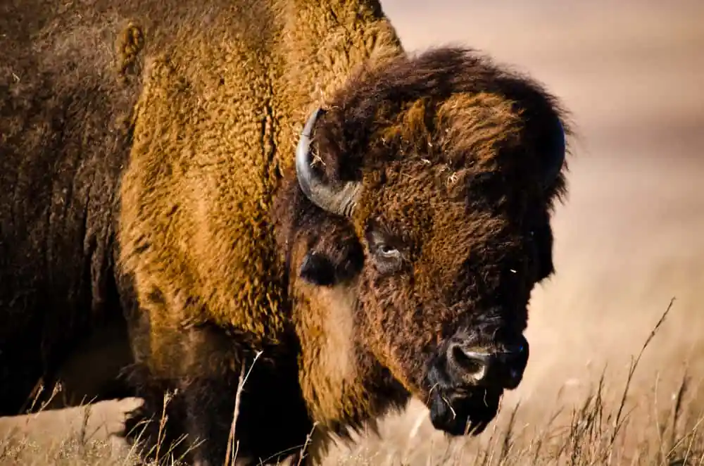Bison