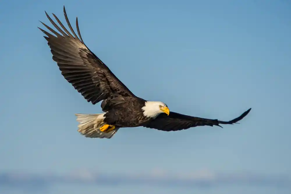 Shepaug Eagle Viewing