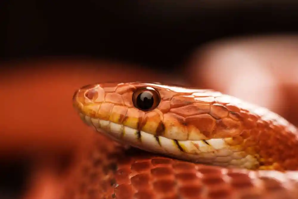 Snake