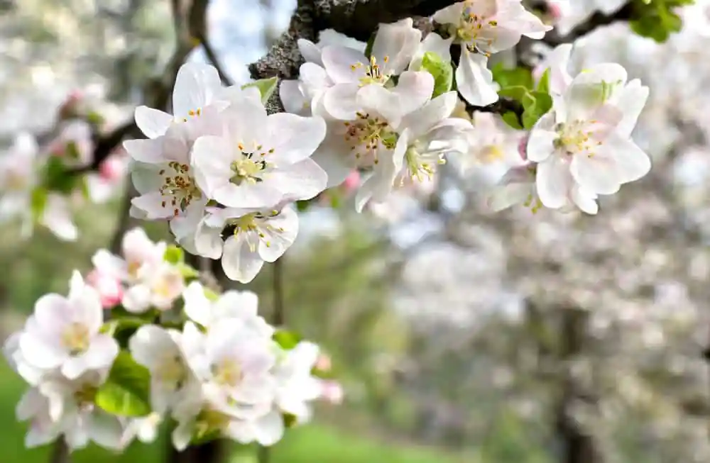 Blooming Apple Tree